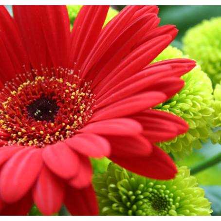 gerbera